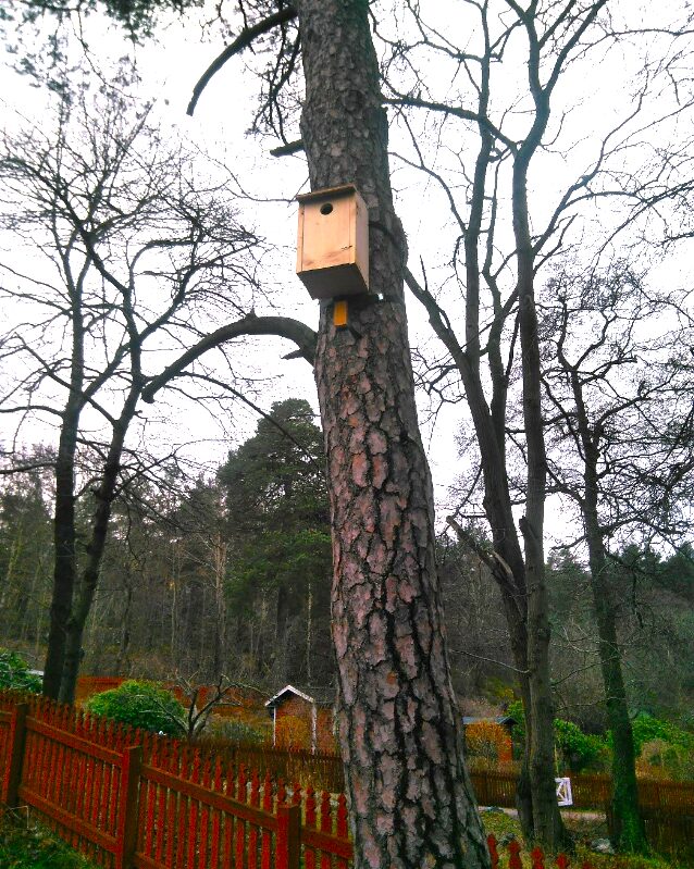 Birdhouse for starlings in Sundstabacken
