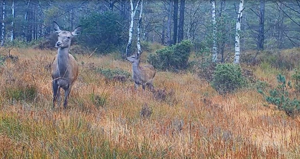 Red deer with calf, wildlife camera. Photographed by Kurt Jerstad